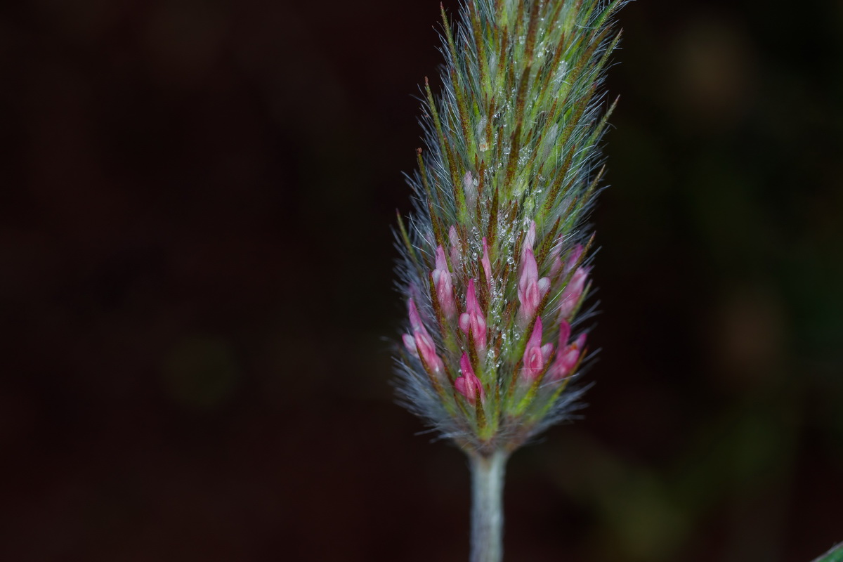 MG 1752 Trifolium angustifolium trébol jopito