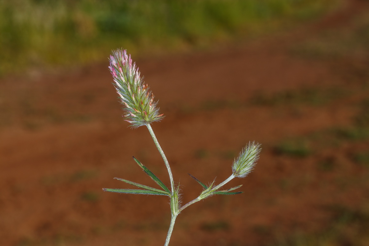  MG 1757 Trifolium angustifolium trébol jopito