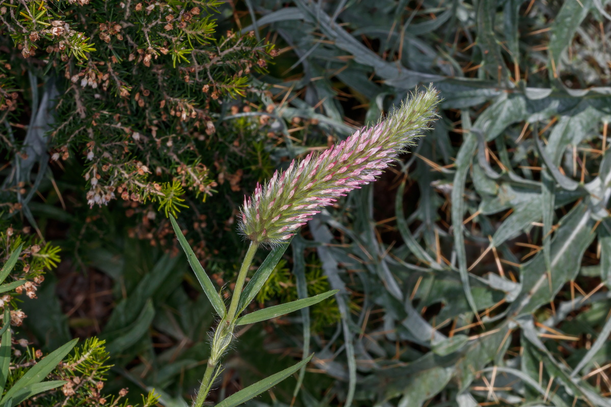  MG 1933 Trifolium angustifolium trebol jopito