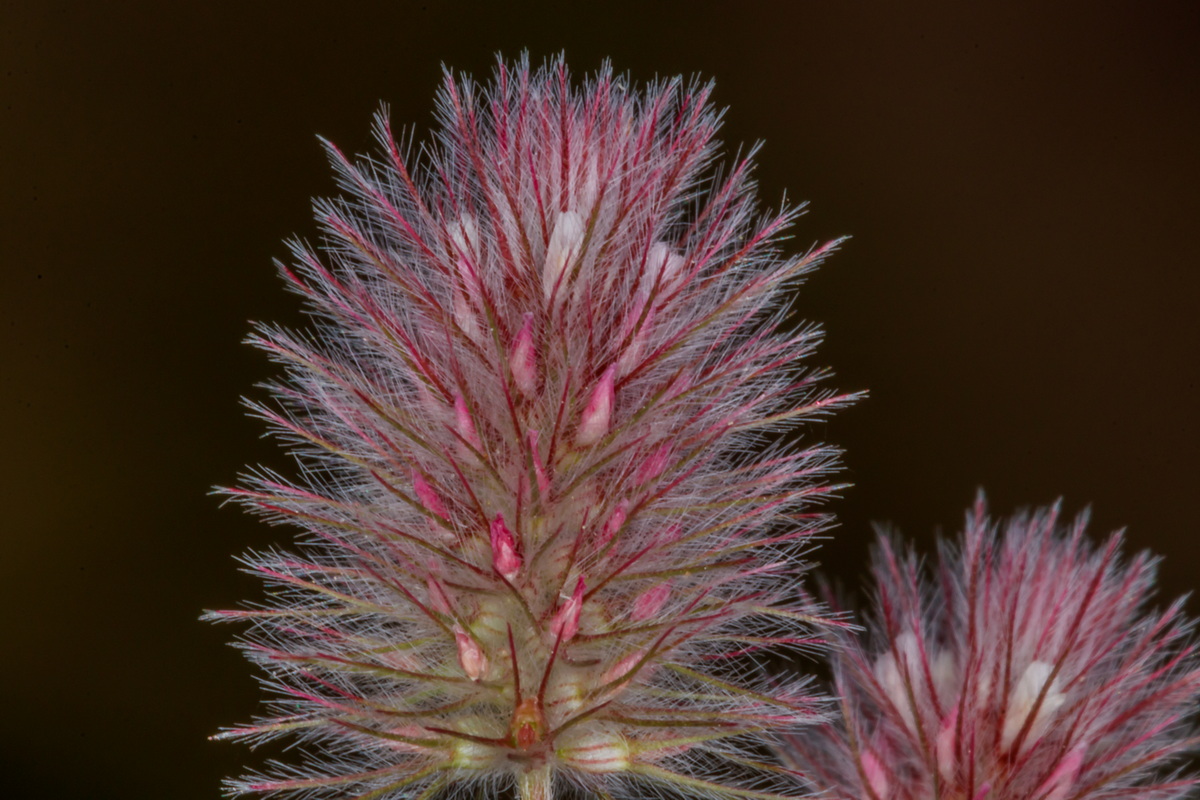  MG 1680 Trifolium arvense trebol silvestre