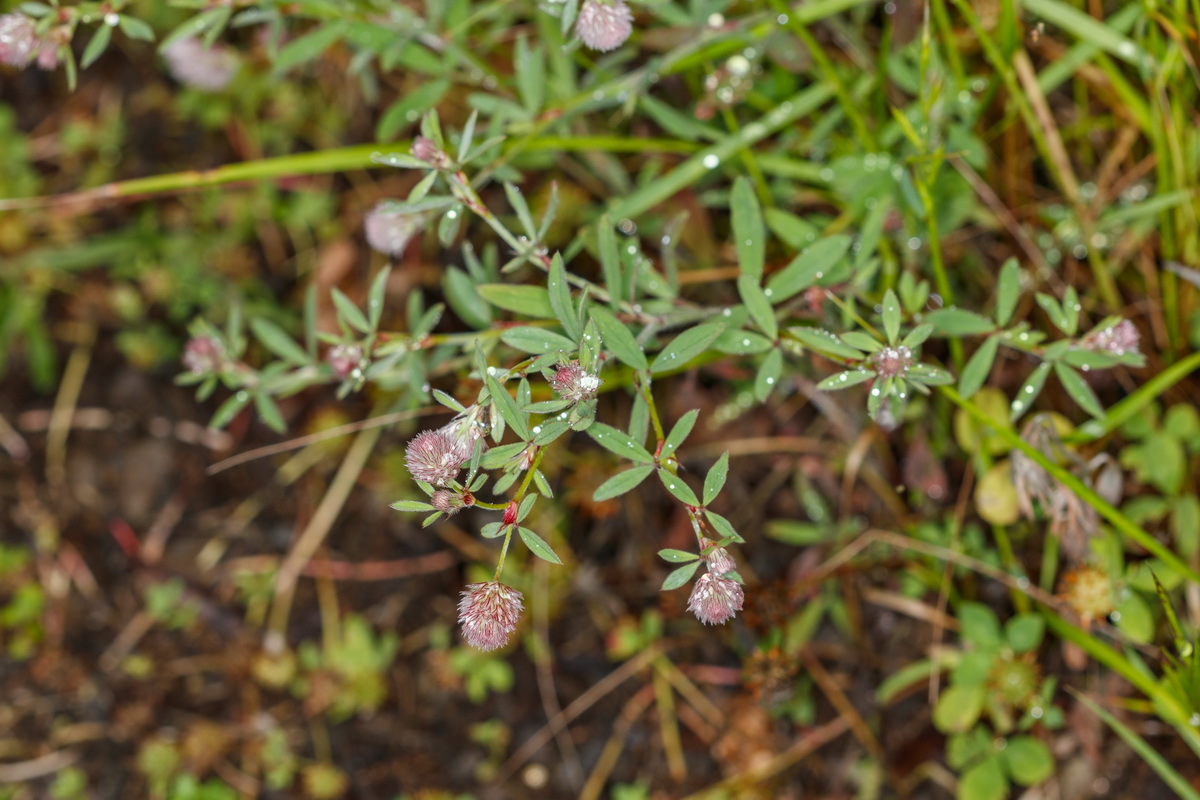  MG 2987 Trifolium arvense Trebol silvestre