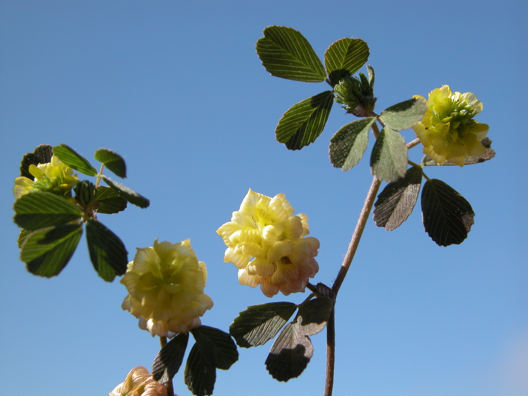 Trifolium campestre5