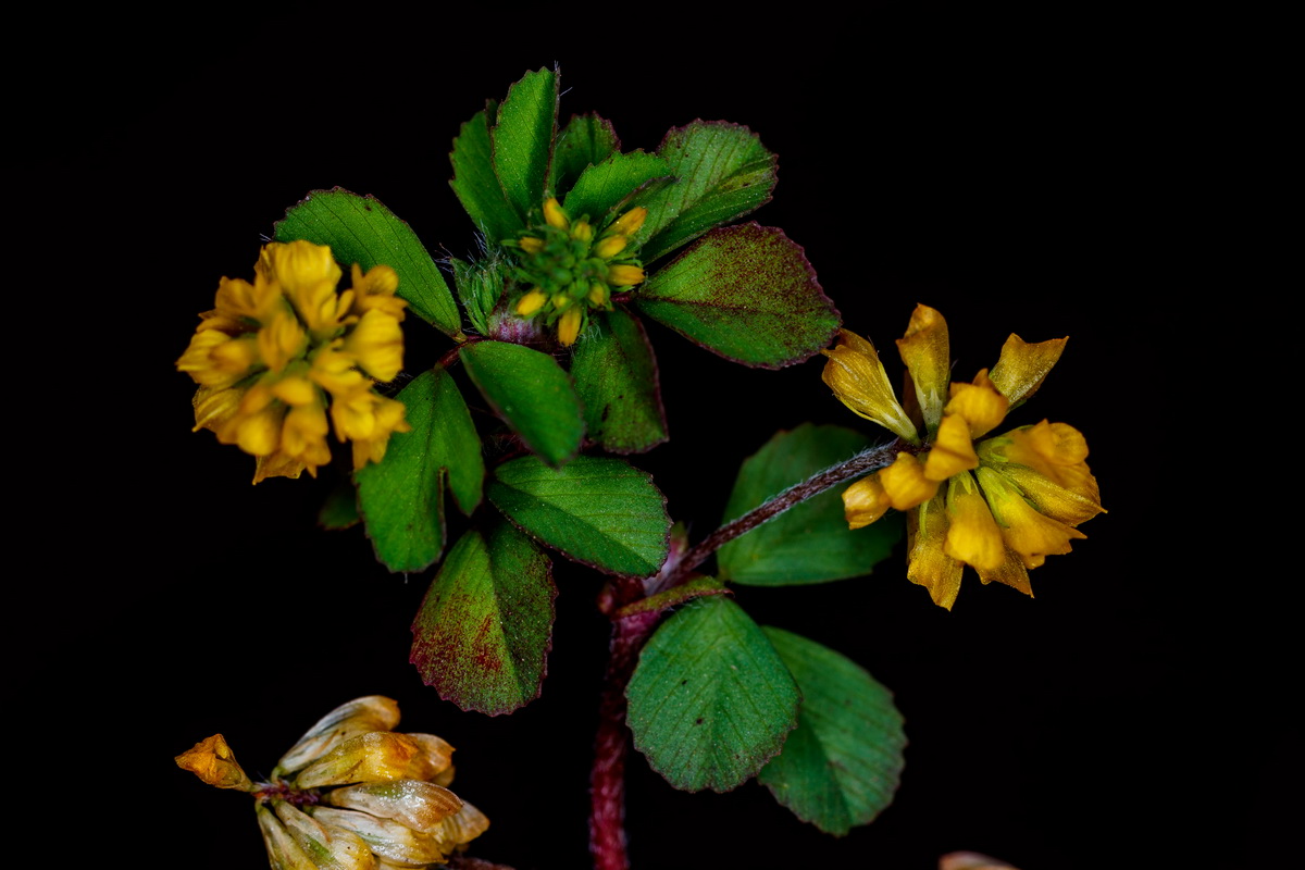  MG 8847 Trifolium dubium trebol ambiguo