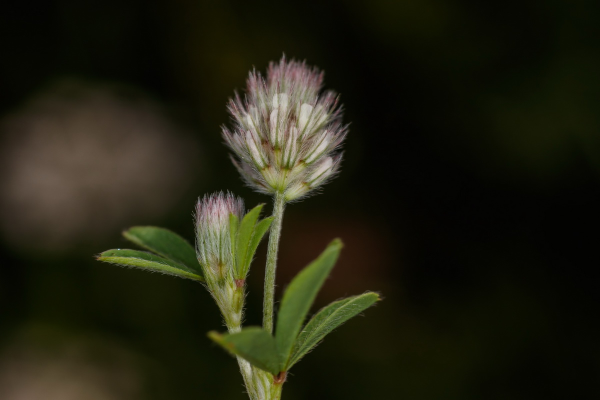  MG 0874 Trifolium lappaceum