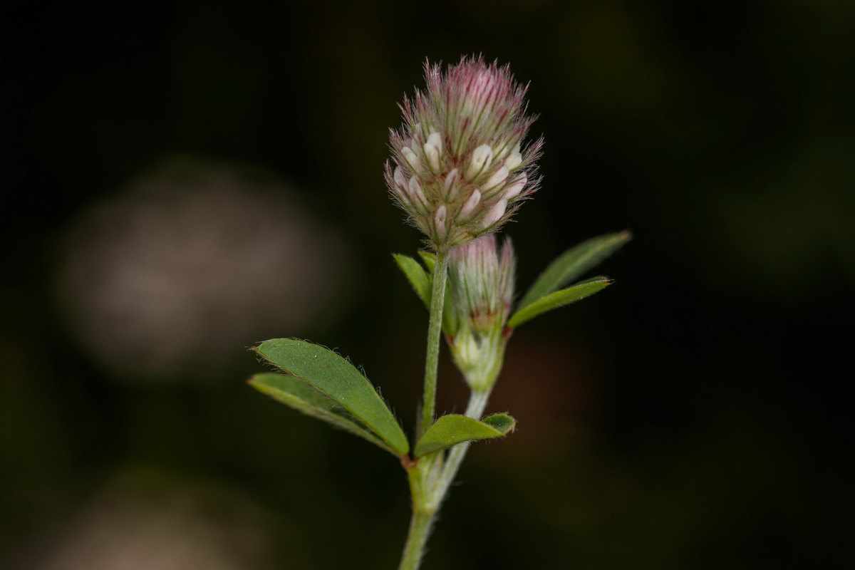  MG 0875 Trifolium lappaceum