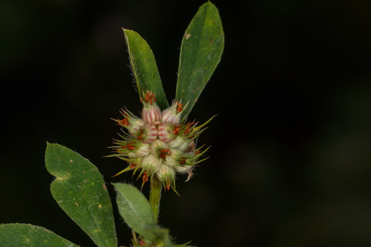  MG 0737 Trifolium striatum