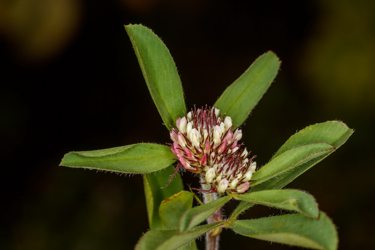  MG 0917 Trifolium striatum trebol listado