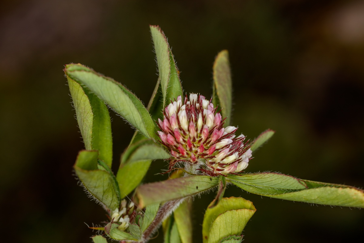  MG 0919 Trifolium striatum trebol listado