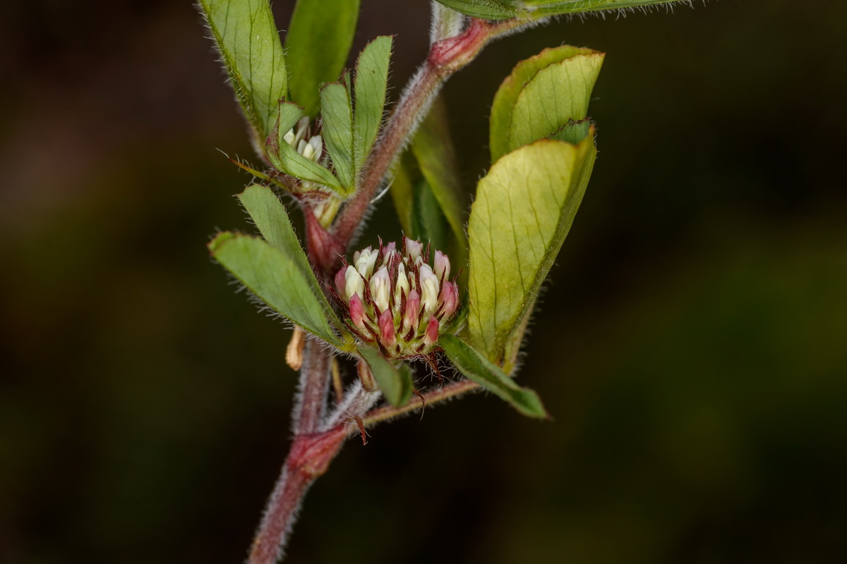  MG 0920 Trifolium striatum trebol listado