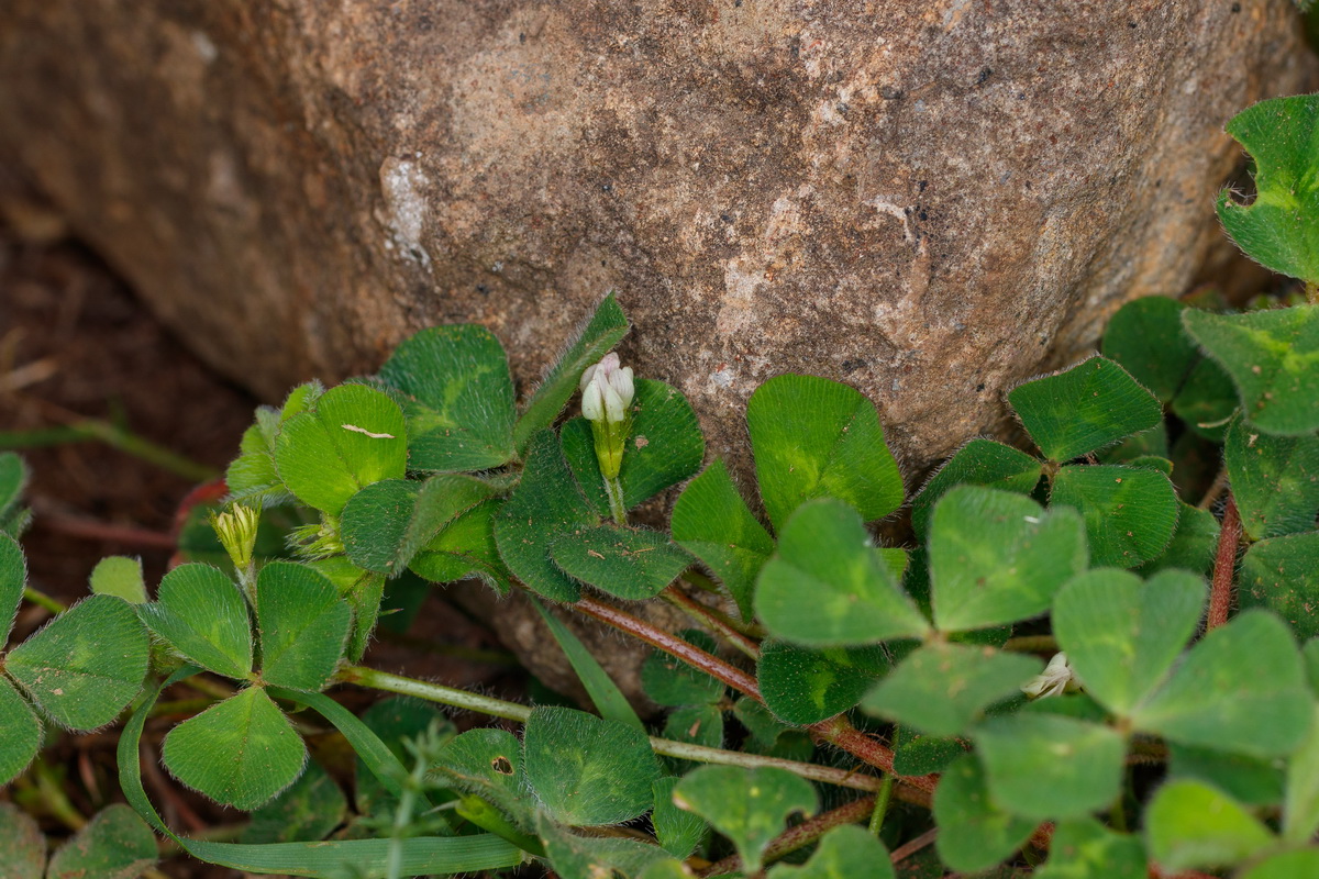  MG 0401 Trifolium subterraneum trebol subterraneo