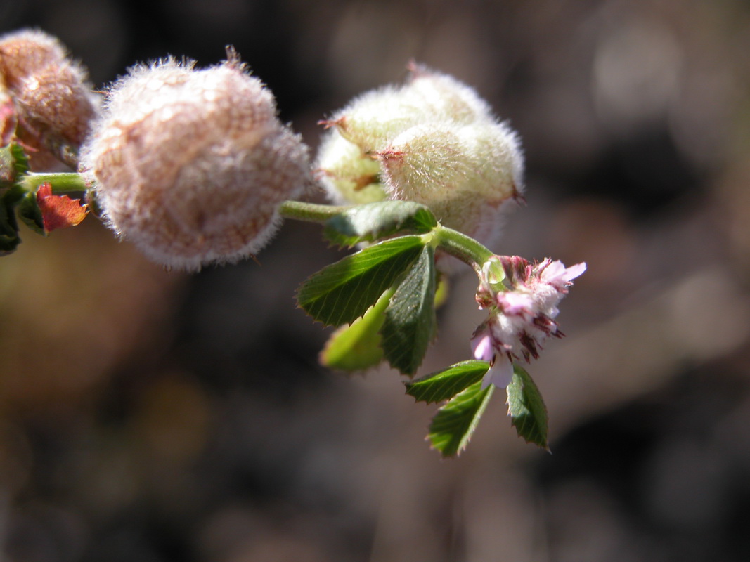 Trifolium tomentosum3