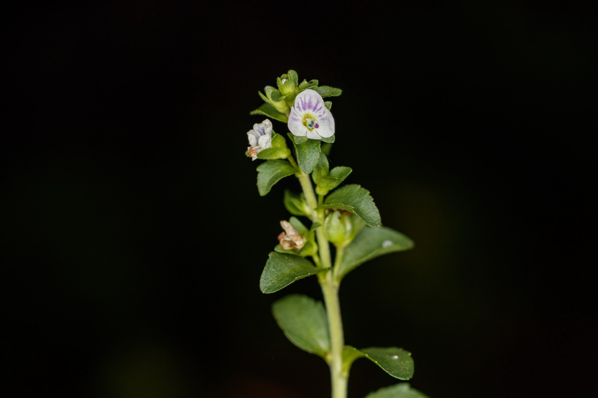  MG 5745 Veronica serpyllifolia veronica tomillera