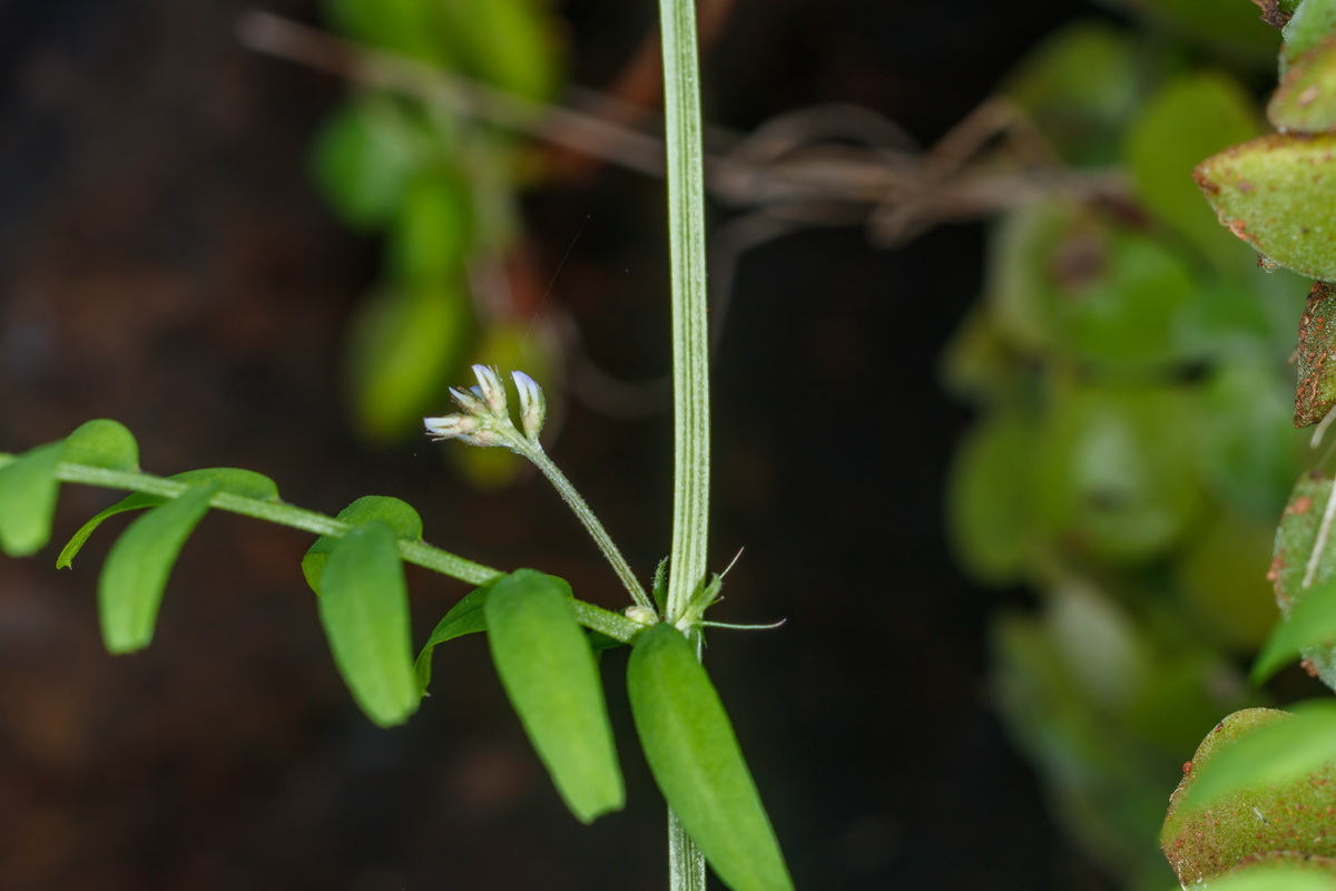  MG 2161 Vicia pubescens