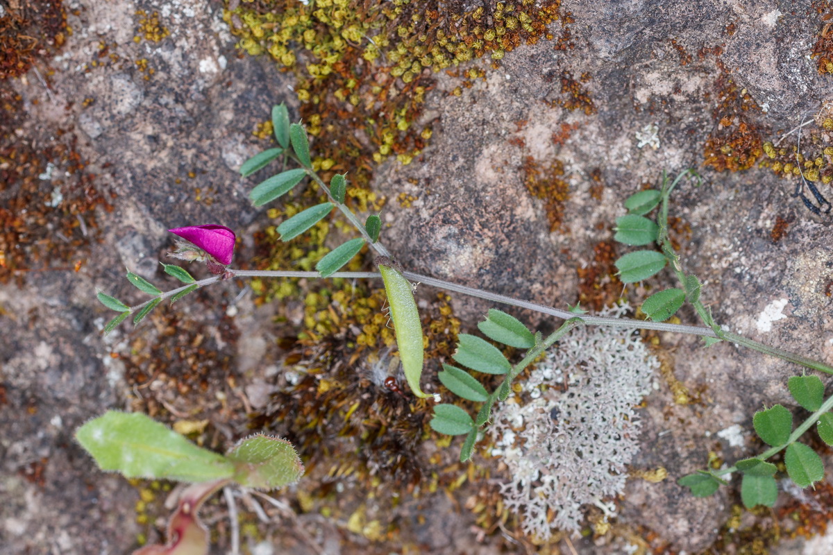  MG 9945 Vicia sativa subsp. nigra