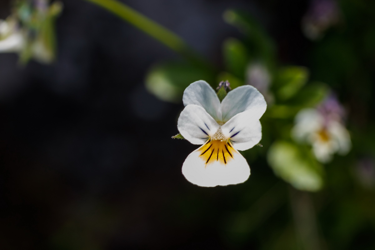 Viola arvensis10
