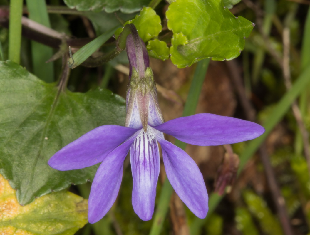  MG 2019 Viola odorata Violeta comun