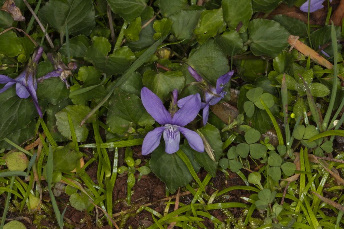  MG 2022 Viola odorata Violeta comun