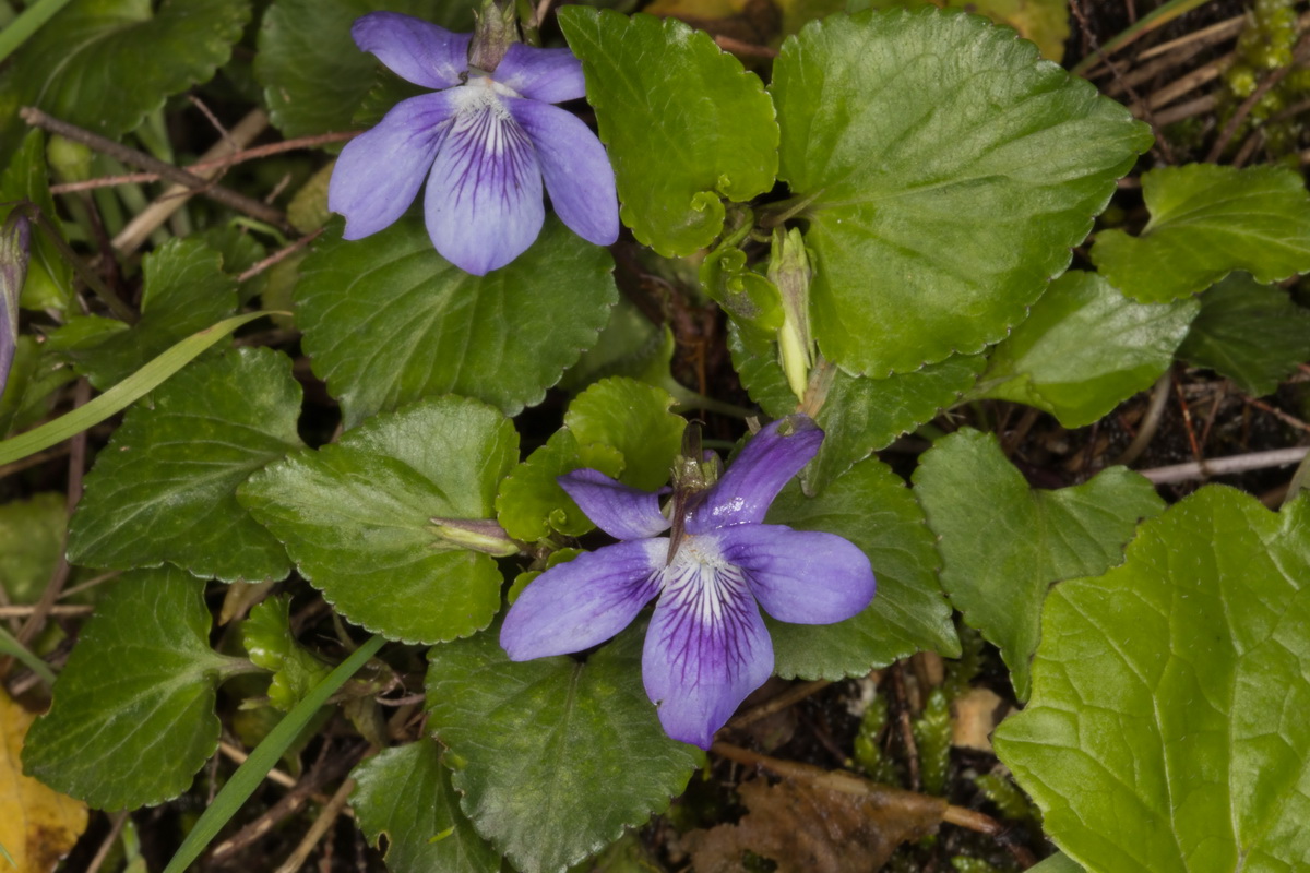  MG 2023 Viola odorata Violeta comun
