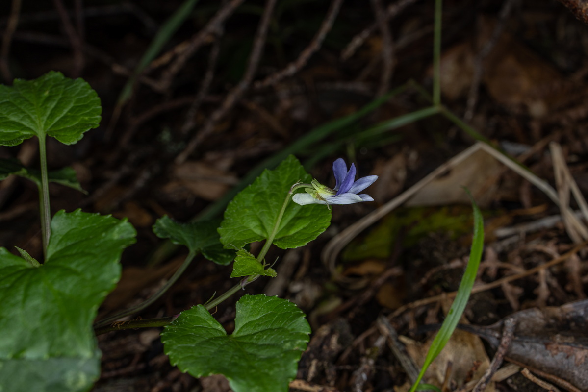 IMG 2536 Viola riviniana  violeta de monte segun Sventenius Viola canina var hylonoma