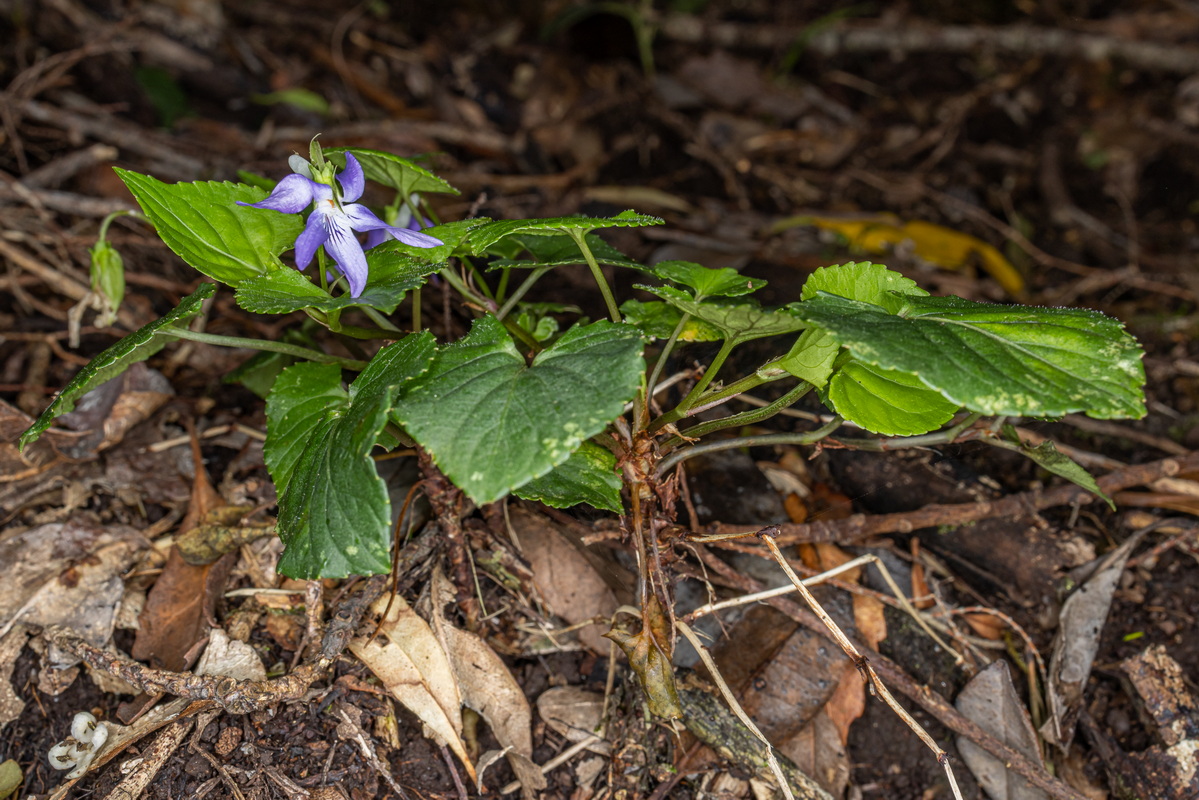 IMG 2548 Viola riviniana  violeta de monte segun Sventenius Viola canina var hylonoma