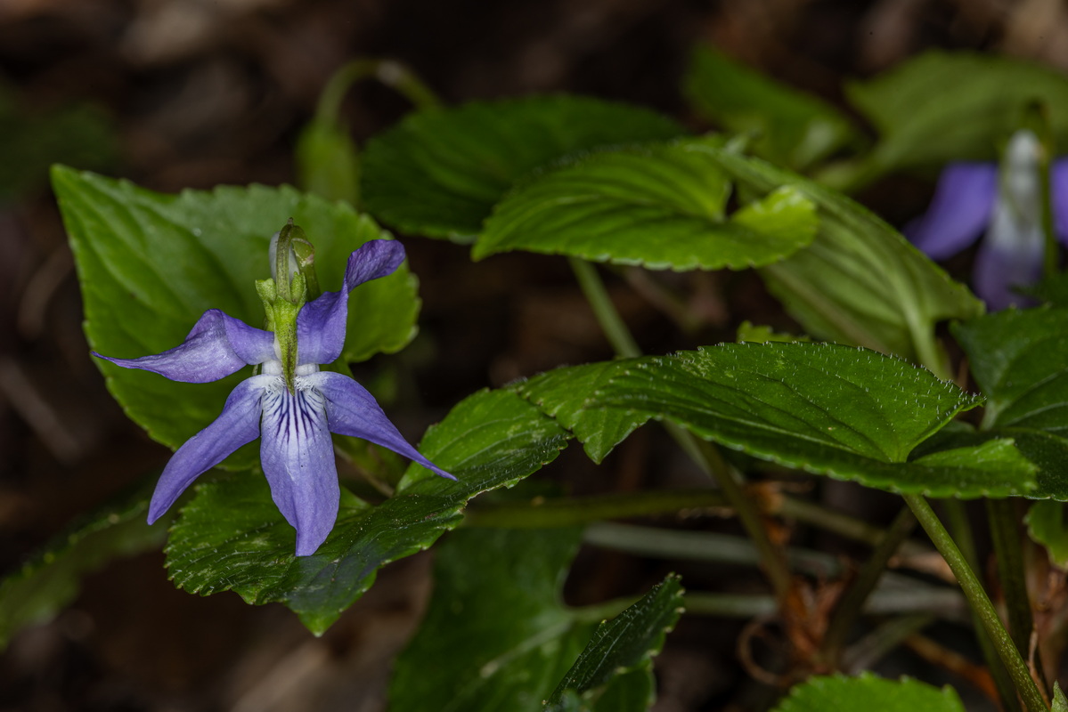 IMG 2556 Viola riviniana  violeta de monte segun Sventenius Viola canina var hylonoma