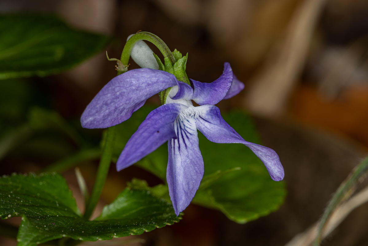 IMG 2561 Viola riviniana  violeta de monte segun Sventenius Viola canina var hylonoma