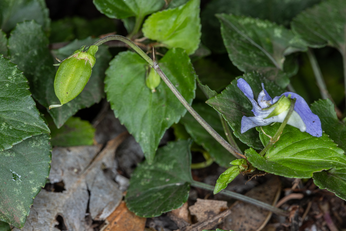 IMG 2571 Viola riviniana  violeta de monte segun Sventenius Viola canina var hylonoma