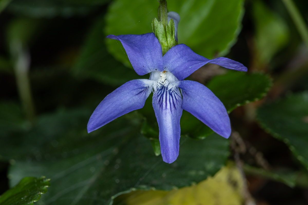 IMG 2575 Viola riviniana  violeta de monte segun Sventenius Viola canina var hylonoma