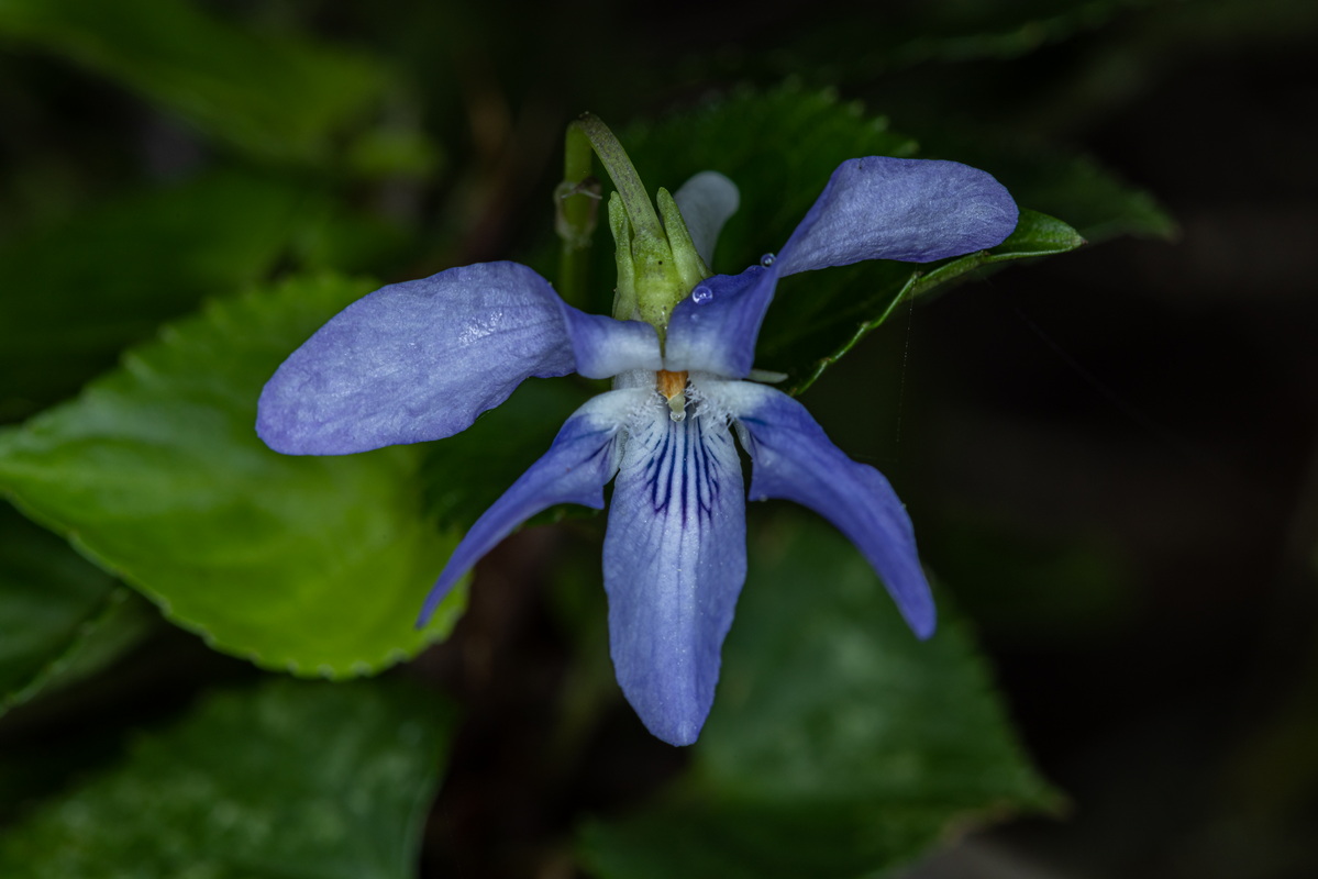 IMG 2584 Viola riviniana  violeta de monte segun Sventenius Viola canina var hylonoma