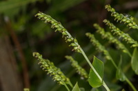 Gennaria diphylla Orquidea de dos hojas06