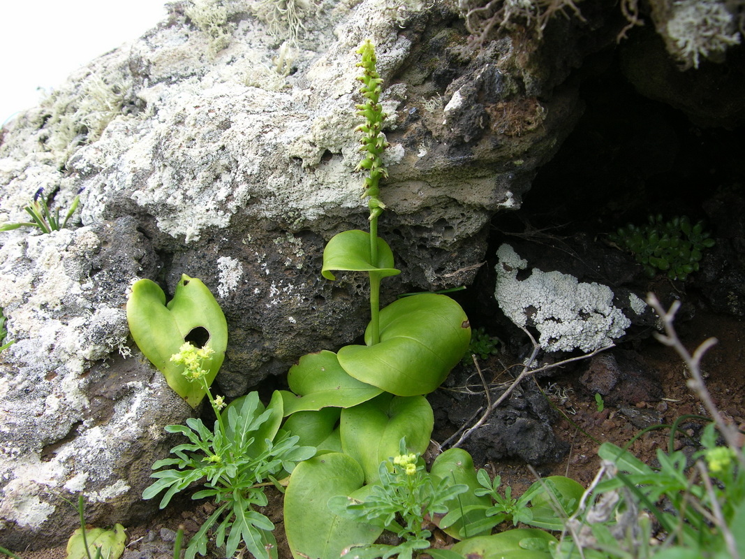 Gennaria diphylla Orquidea de dos hojas03