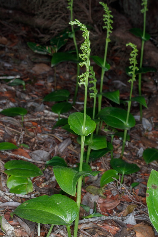  MG 2619 Gennaria diphylla (orquidea de dos hojas)