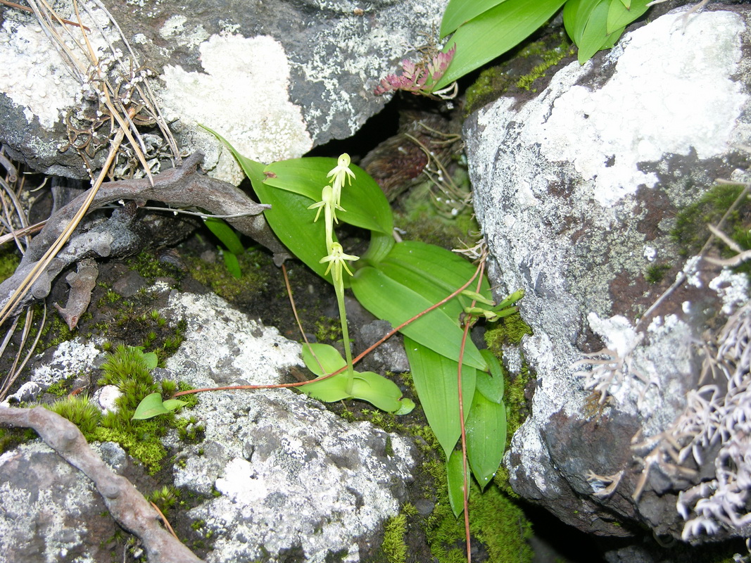 Habenaria tridactilites Orquidea de tres dedos04