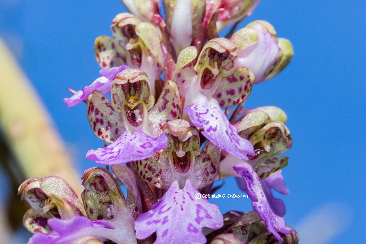 IMG 0630 Himantoglossum metlesicsianum Orquidea de Tenerife Watermarked