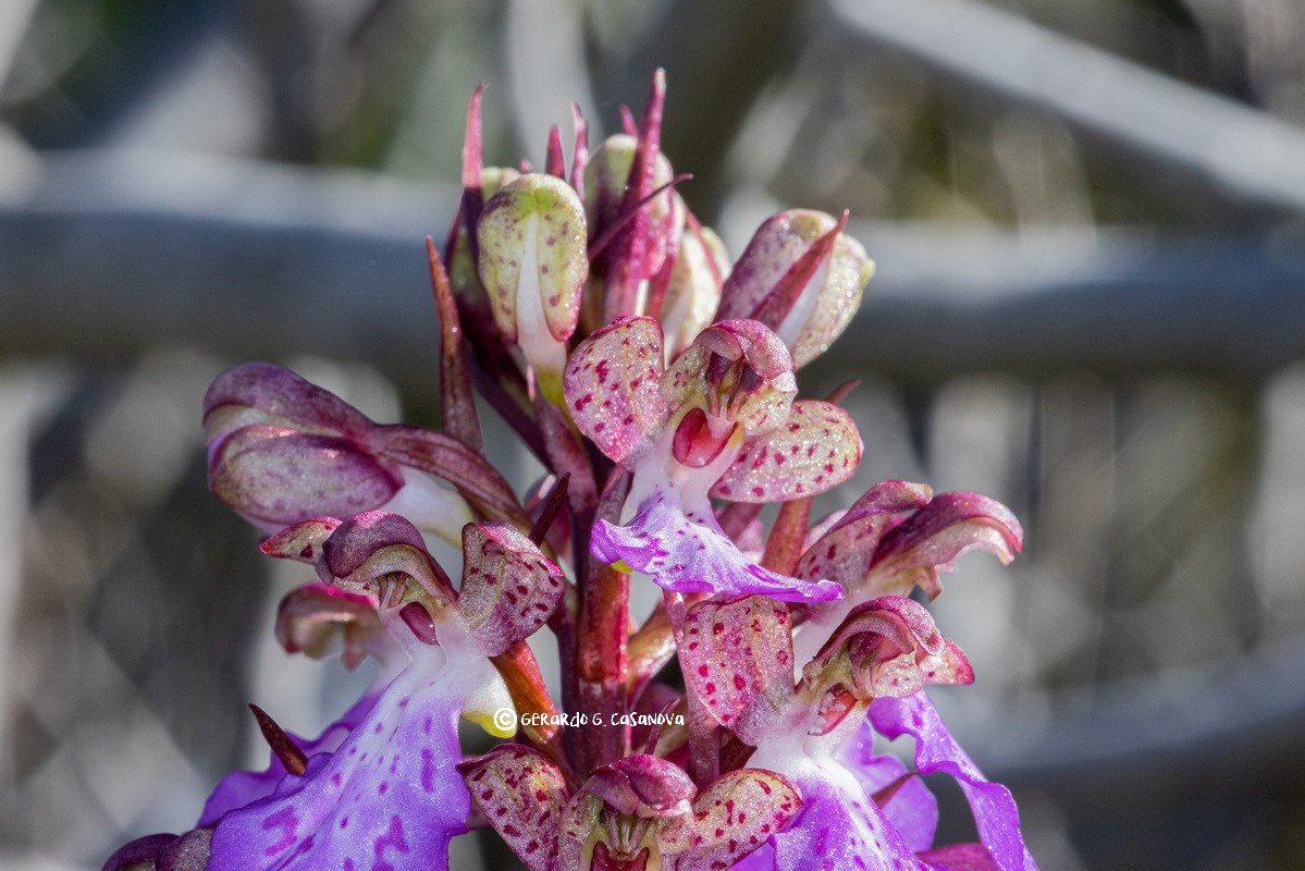IMG 0638 Himantoglossum metlesicsianum Orquidea de Tenerife Watermarked