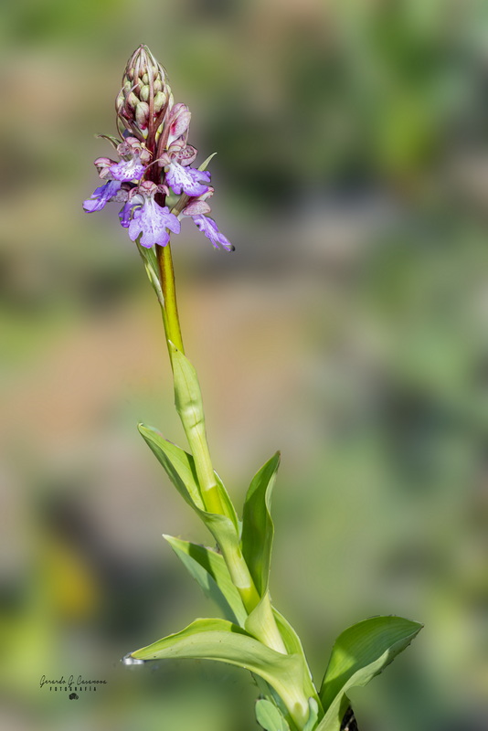 IMG 0647 Himantoglossum metlesicsianum Orquidea de Tenerife 3