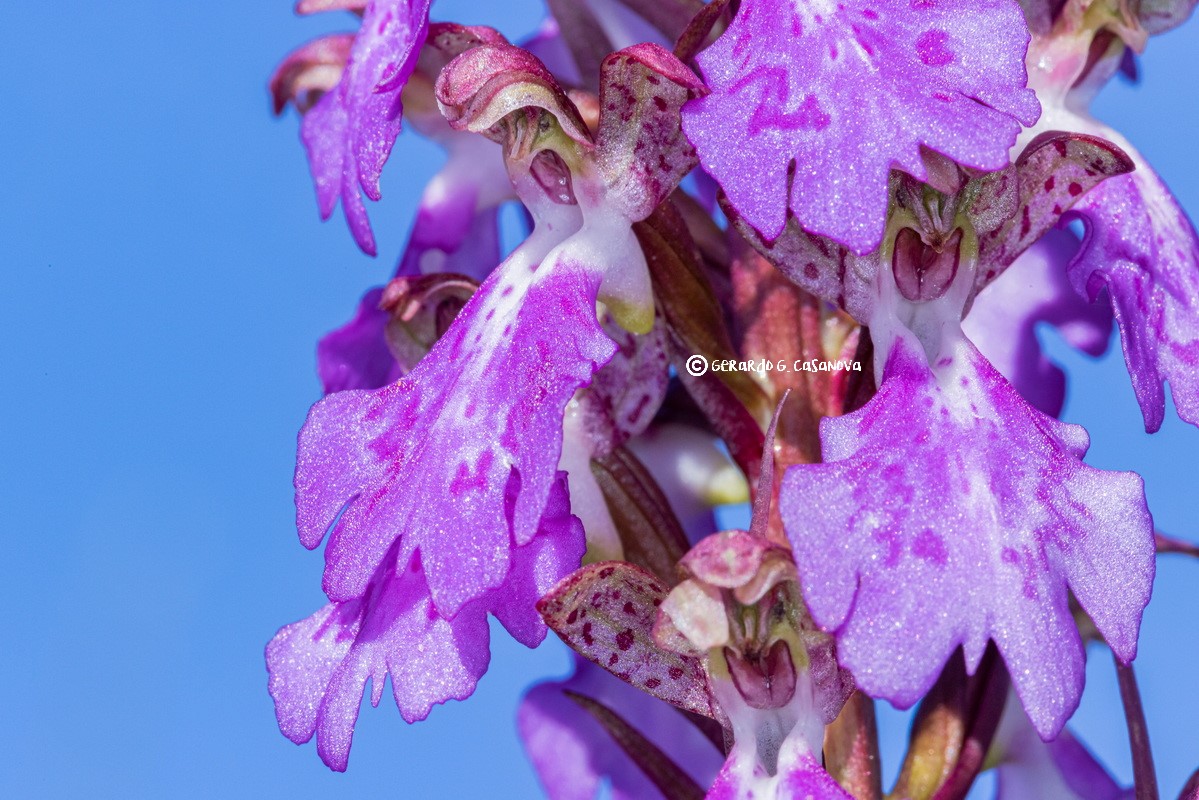 IMG 0692 Himantoglossum metlesicsianum Orquidea de Tenerife Watermarked