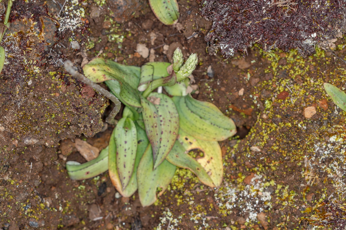 Neotinea maculata Orquidea manchada02