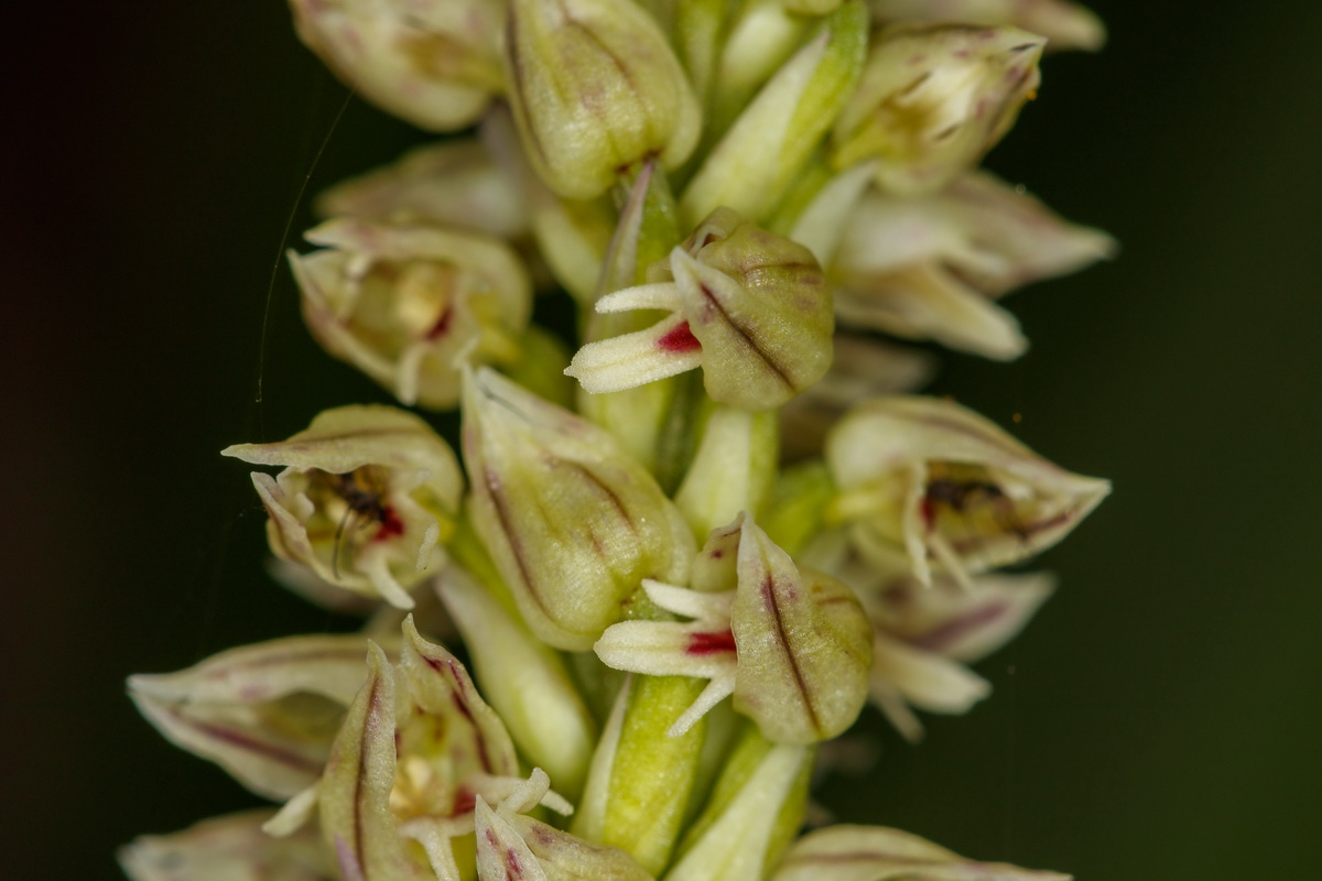 Neotinea maculata Orquidea manchada07