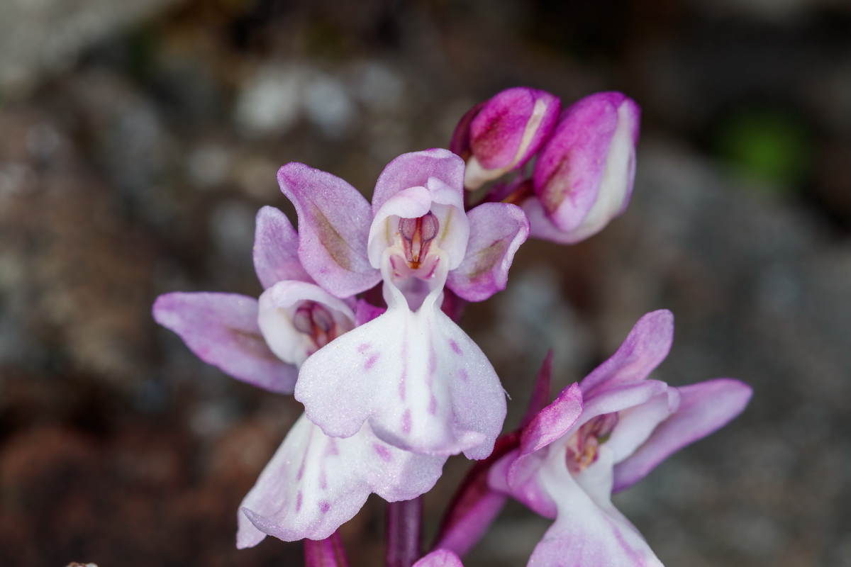 Orchis canariensis Orquidea canaria07