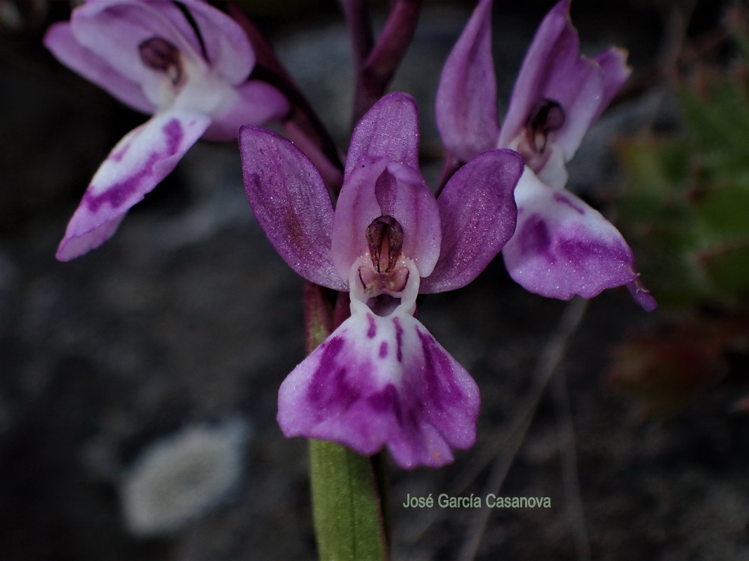 Orchis canariensis1 Pepe