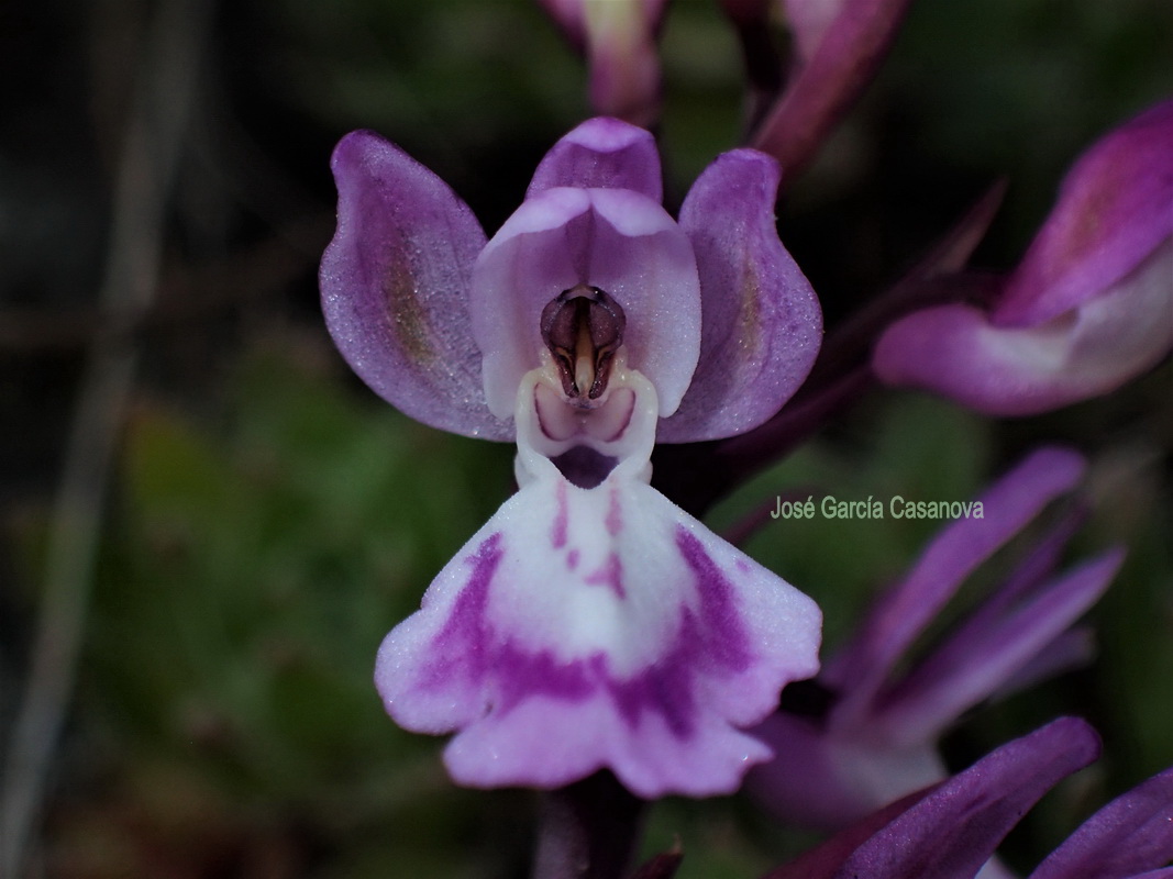 Orchis canariensis1 Pepe2
