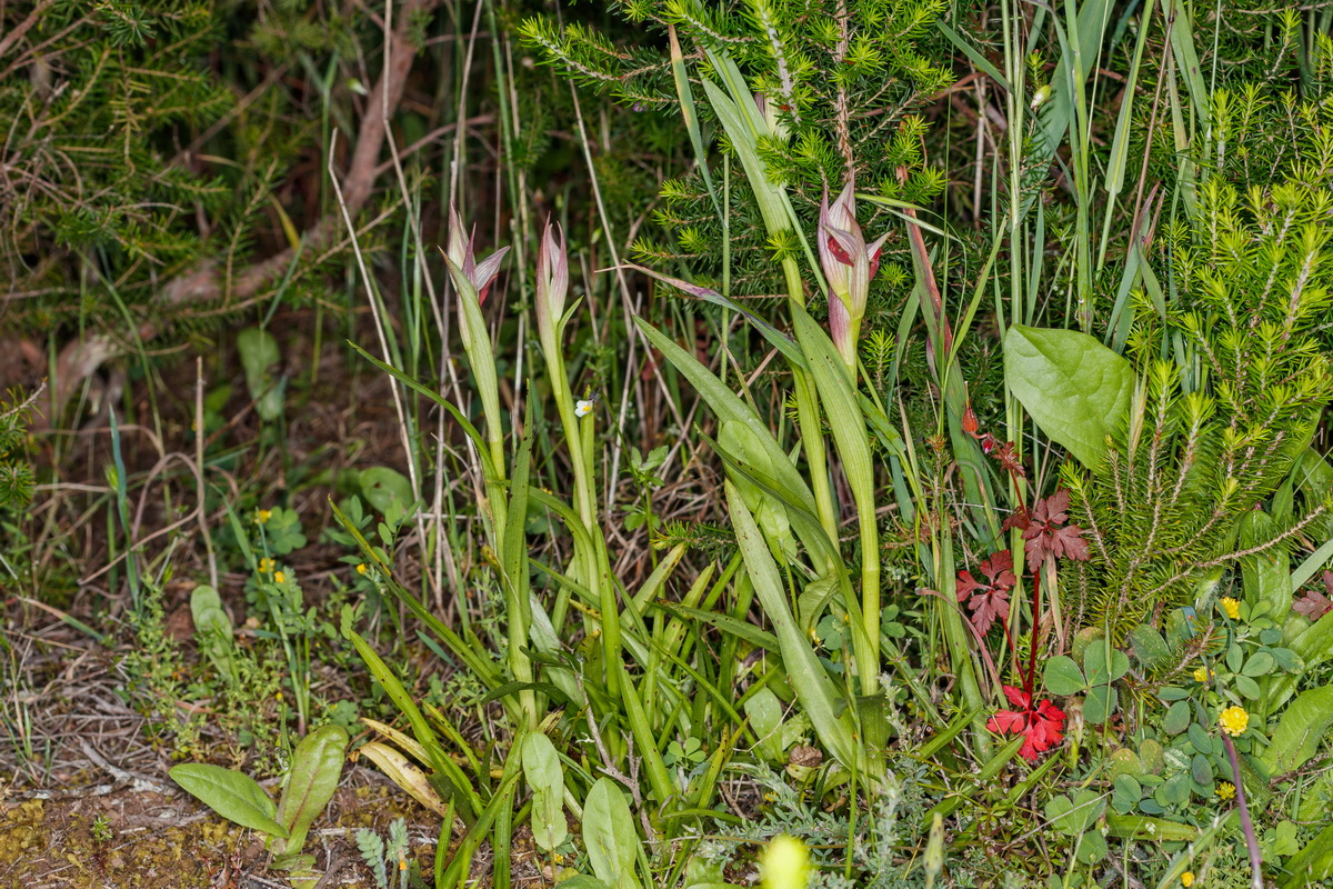 Serapias parviflora Orquidea gallo menuda012