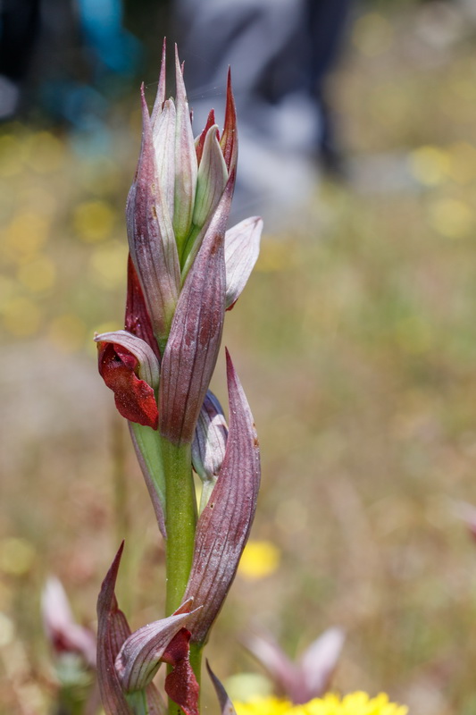 Serapias parviflora Orquidea gallo menuda017