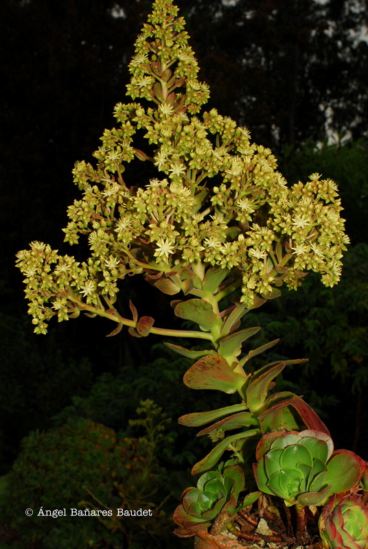 Aeonium canariense ssp. christii x davidbramwelii. AEONIUM X JUNONIAE 1