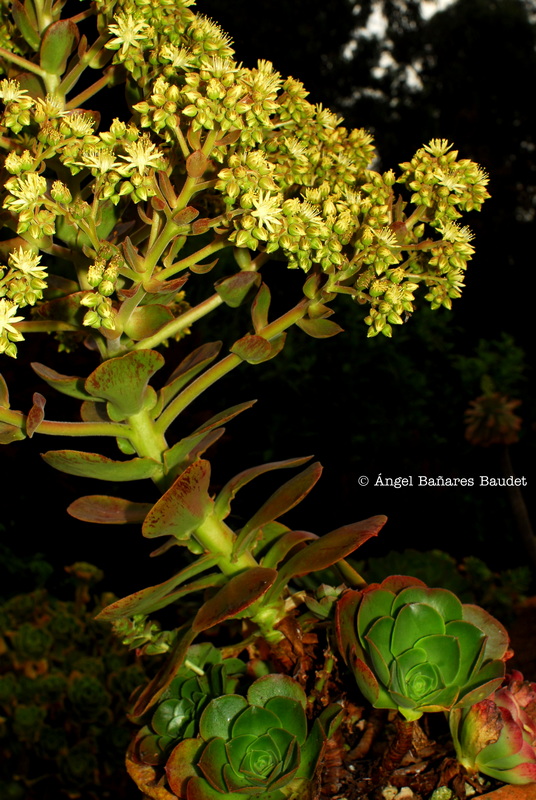Aeonium canariense ssp. christii x davidbramwelii. AEONIUM X JUNONIAE 2