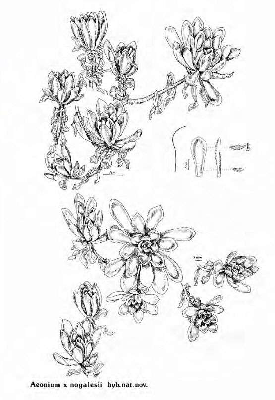 Aeonium x nogalesii nothssp. nogalesii