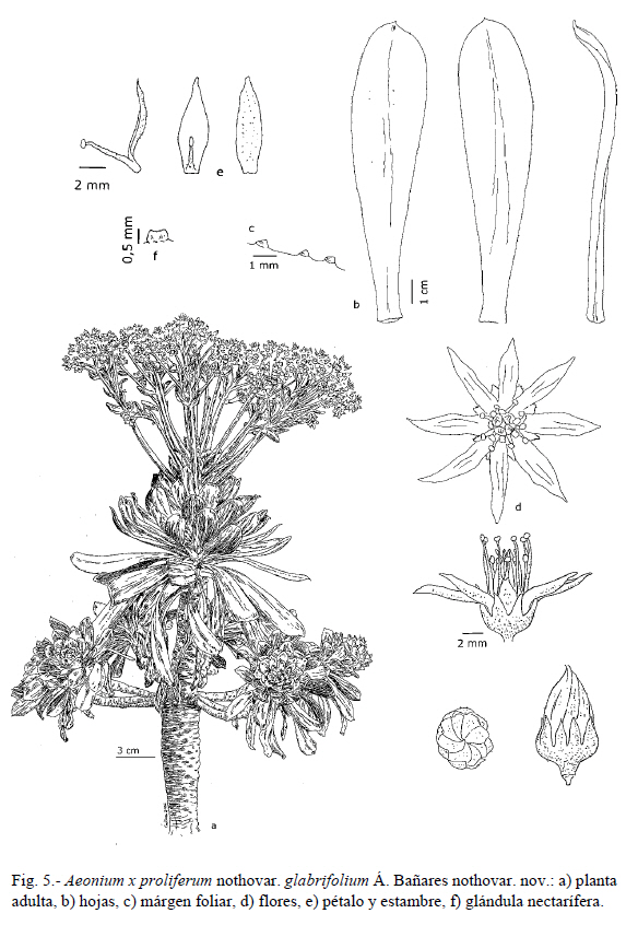 Aeonium x proliferum nothovar glabrifolium