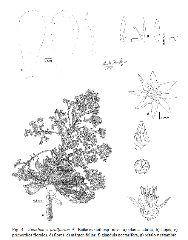 Aeonium x proliferum