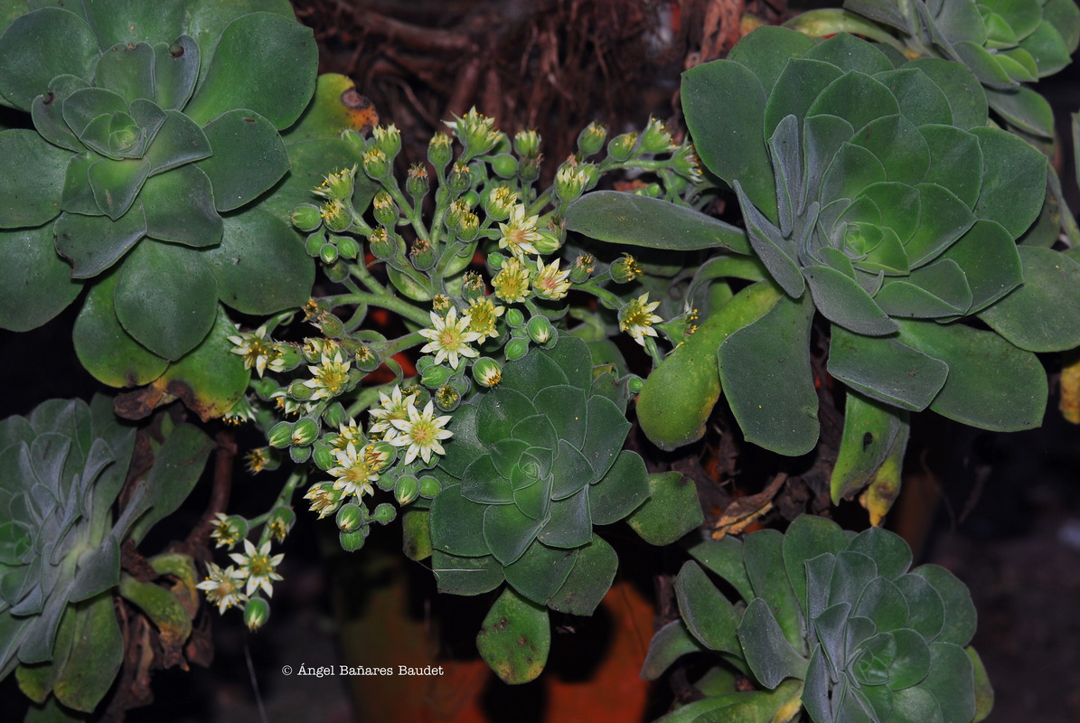 Aeonium canariense ssp. christii x goochiae. AEONIUM X SANTOSIANUM 1